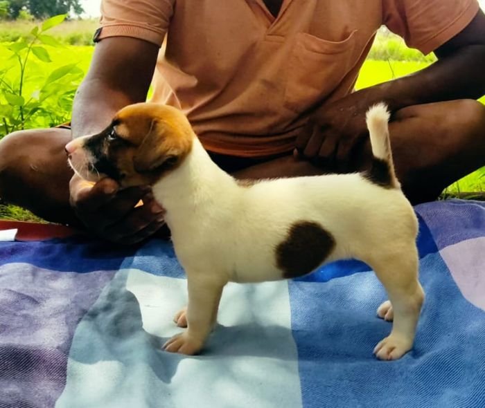 DogsIndia.com - Jack Russell Terrier - Pranav Kennels - Jaya Prakash