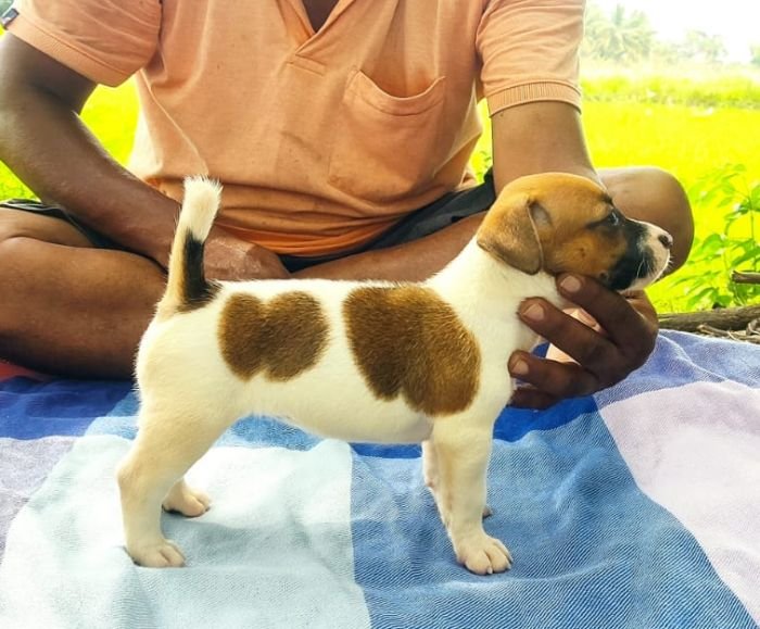 DogsIndia.com - Jack Russell Terrier - Pranav Kennels - Jaya Prakash