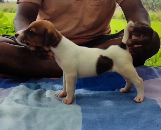 DogsIndia.com - Jack Russell Terrier - Pranav Kennels - Jaya Prakash