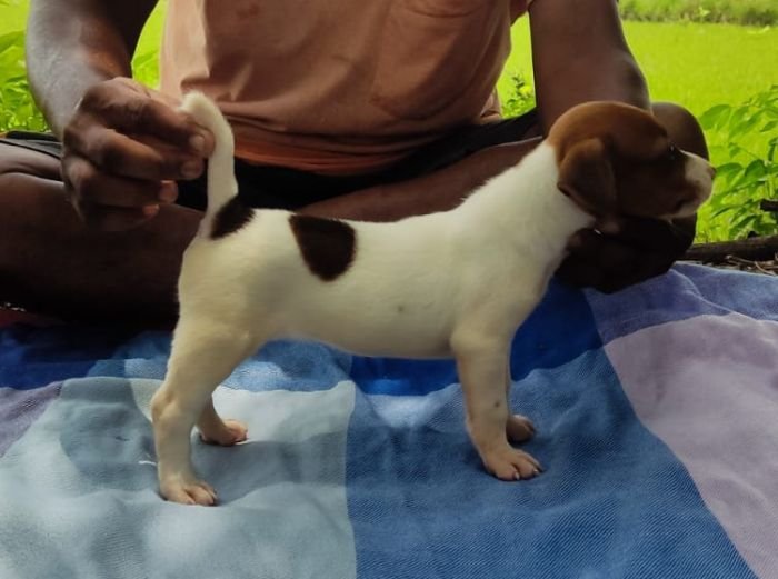 DogsIndia.com - Jack Russell Terrier - Pranav Kennels - Jaya Prakash