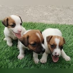 DogsIndia.com - Jack Russell Terrier - Pranav Kennels - Jaya Prakash