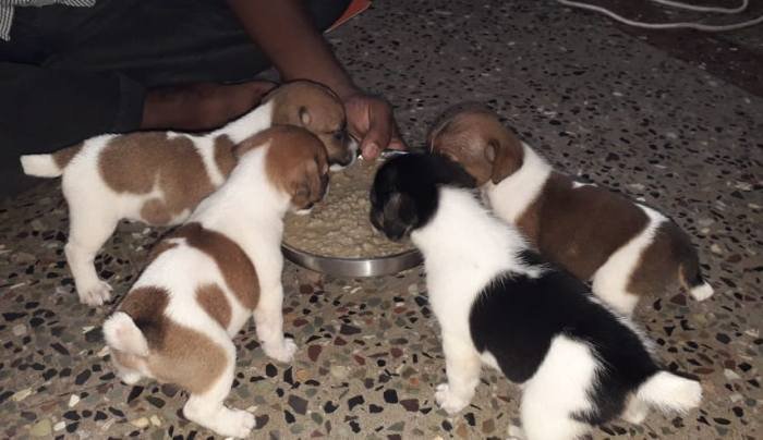 DogsIndia.com - Jack Russell Terrier - Pranav Kennels - Jaya Prakash