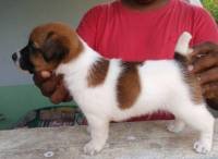 DogsIndia.com - Jack Russell Terrier - Pranav Kennels - Jaya Prakash