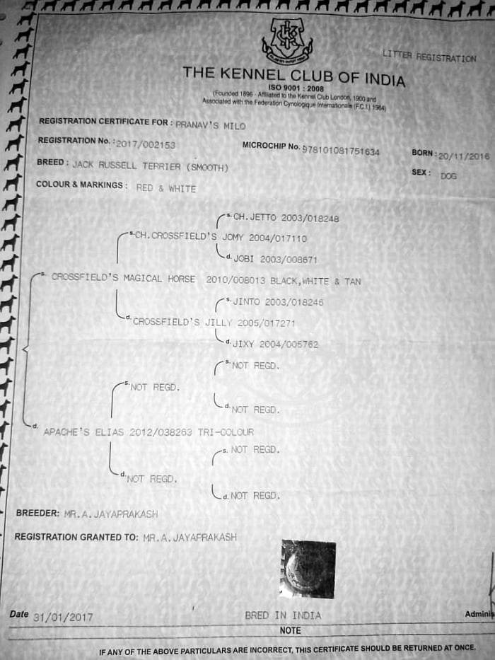 DogsIndia.com - Jack Russell Terrier - Pranav Kennels - Jaya Prakash