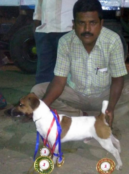 DogsIndia.com - Jack Russell Terrier - Pranav Kennels - Jaya Prakash