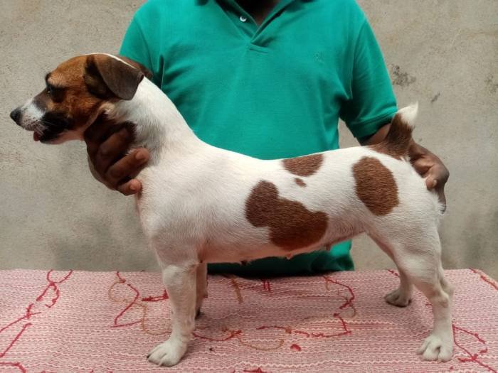 DogsIndia.com - Jack Russell Terrier - Pranav Kennels - Jaya Prakash