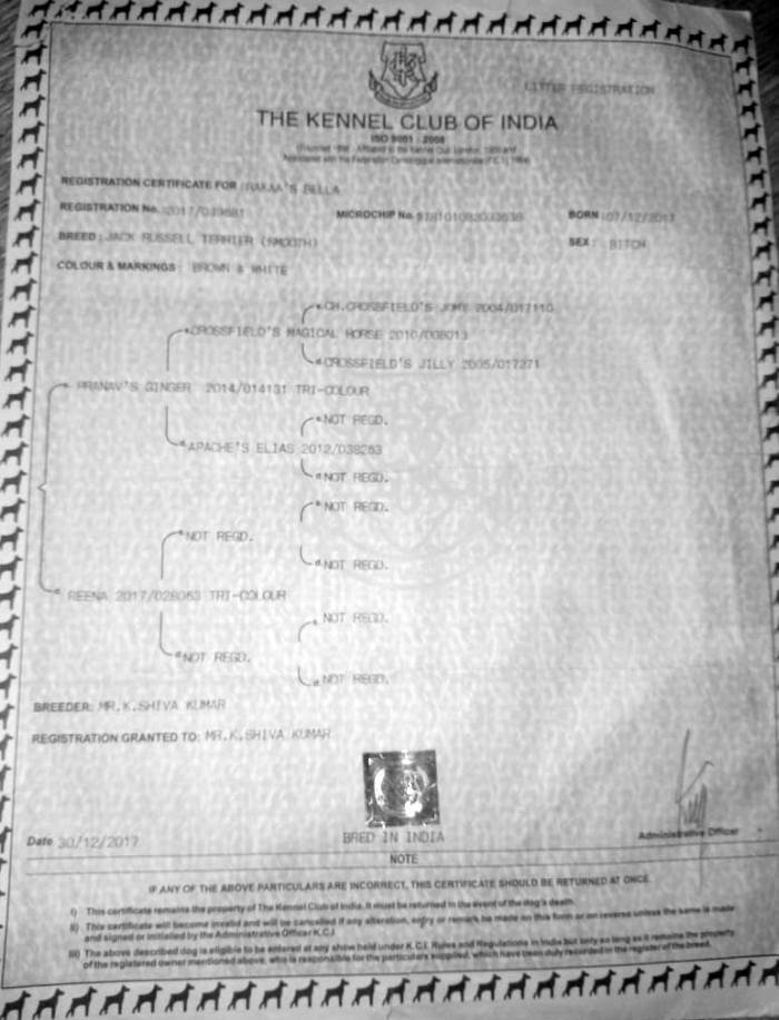 DogsIndia.com - Jack Russell Terrier - Pranav Kennels - Jaya Prakash
