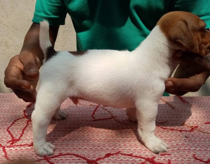 DogsIndia.com - Jack Russell Terrier - Pranav Kennels - Jaya Prakash