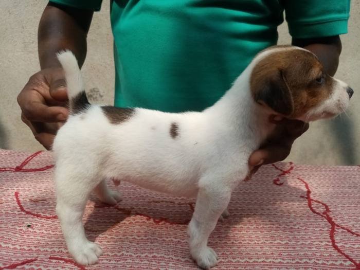 DogsIndia.com - Jack Russell Terrier - Pranav Kennels - Jaya Prakash