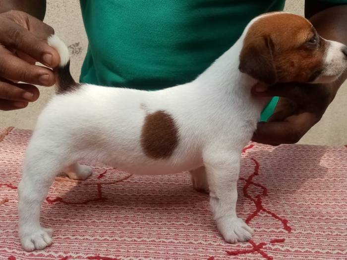DogsIndia.com - Jack Russell Terrier - Pranav Kennels - Jaya Prakash