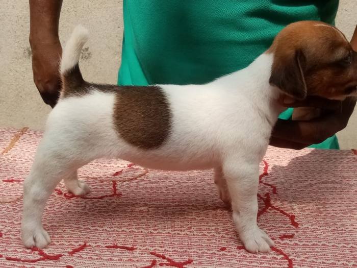 DogsIndia.com - Jack Russell Terrier - Pranav Kennels - Jaya Prakash