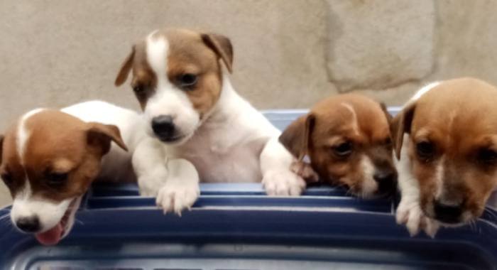 DogsIndia.com - Jack Russell Terrier - Pranav Kennels - Jaya Prakash