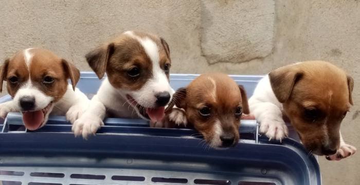 DogsIndia.com - Jack Russell Terrier - Pranav Kennels - Jaya Prakash