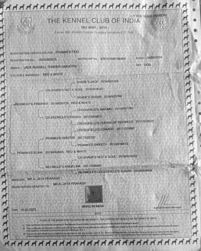 DogsIndia.com - Jack Russell Terrier - Karthick (Salem)