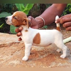 DogsIndia.com - Jack Russell Terrier - Karthick (Salem)