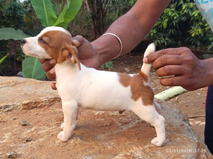 DogsIndia.com - Jack Russell Terrier - Karthick (Salem)