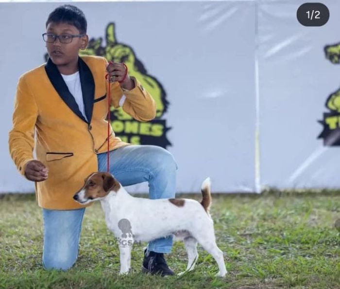 DogsIndia.com - Jack Russell Terrier - Karthick (Salem)