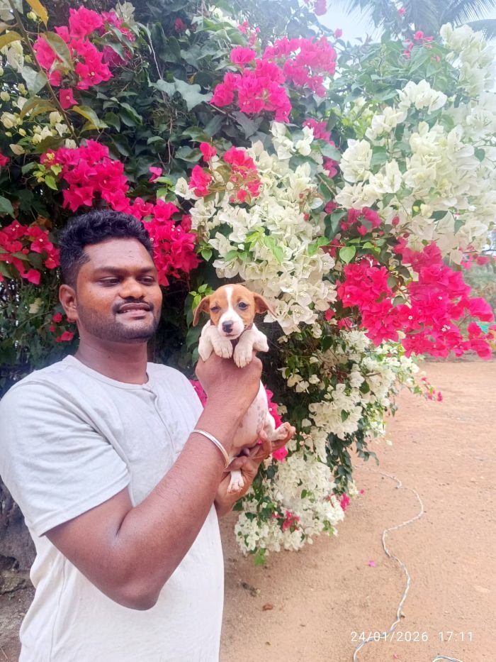 DogsIndia.com - Jack Russell Terrier - Karthick (Salem)