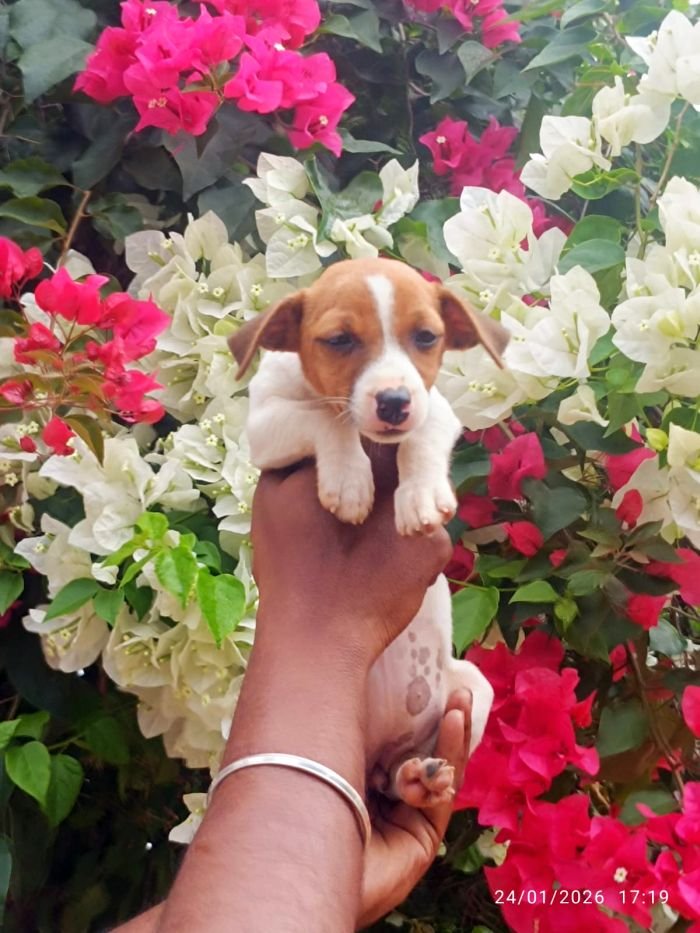 DogsIndia.com - Jack Russell Terrier - Karthick (Salem)