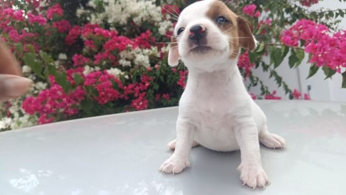 DogsIndia.com - Jack Russell Terrier - Karthick (Salem)