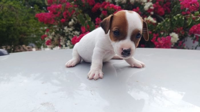 DogsIndia.com - Jack Russell Terrier - Karthick (Salem)