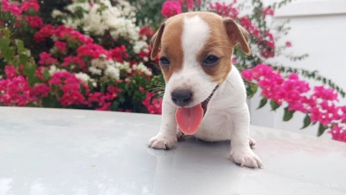 DogsIndia.com - Jack Russell Terrier - Karthick (Salem)