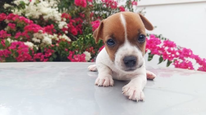DogsIndia.com - Jack Russell Terrier - Karthick (Salem)