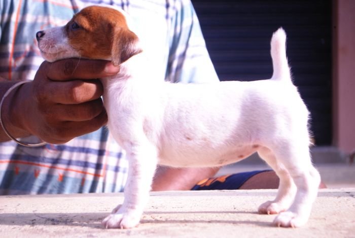 DogsIndia.com - Jack Russell Terrier - Karthick (Salem)
