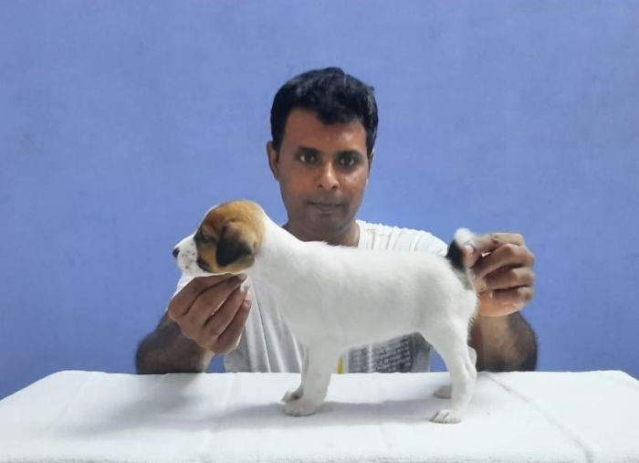 DogsIndia.com - Jack Russell Terrier - Matchpoint