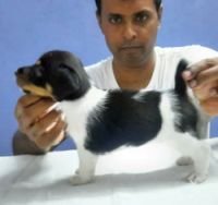 DogsIndia.com - Jack Russell Terrier - Matchpoint