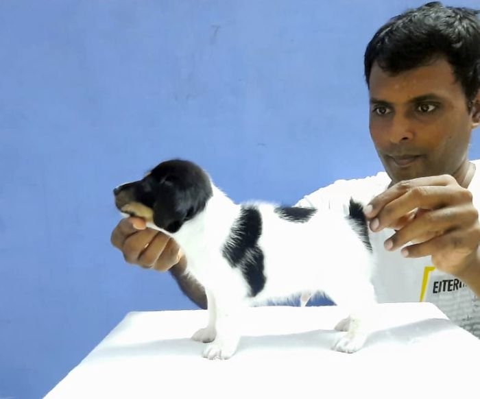 DogsIndia.com - Jack Russell Terrier - Matchpoint