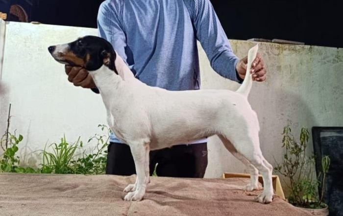 DogsIndia.com - Jack Russell Terrier - Nishmaar, Nishanth