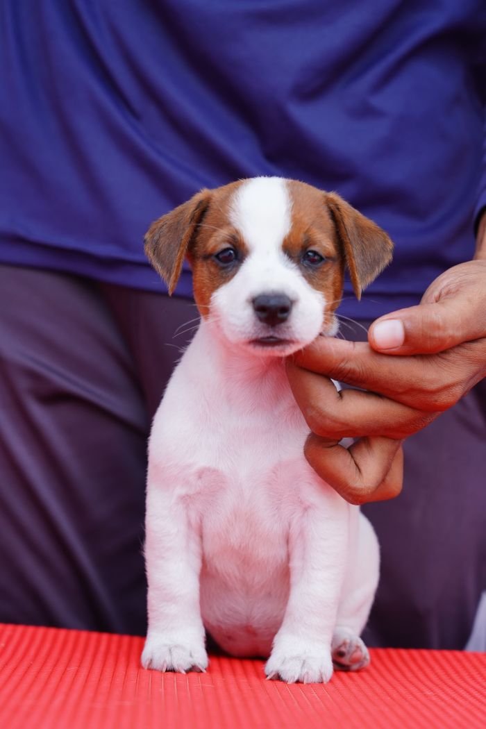DogsIndia.com - Jack Russell Terrier - Nishmaar, Nishanth