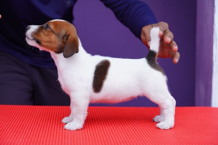 DogsIndia.com - Jack Russell Terrier - Nishmaar, Nishanth