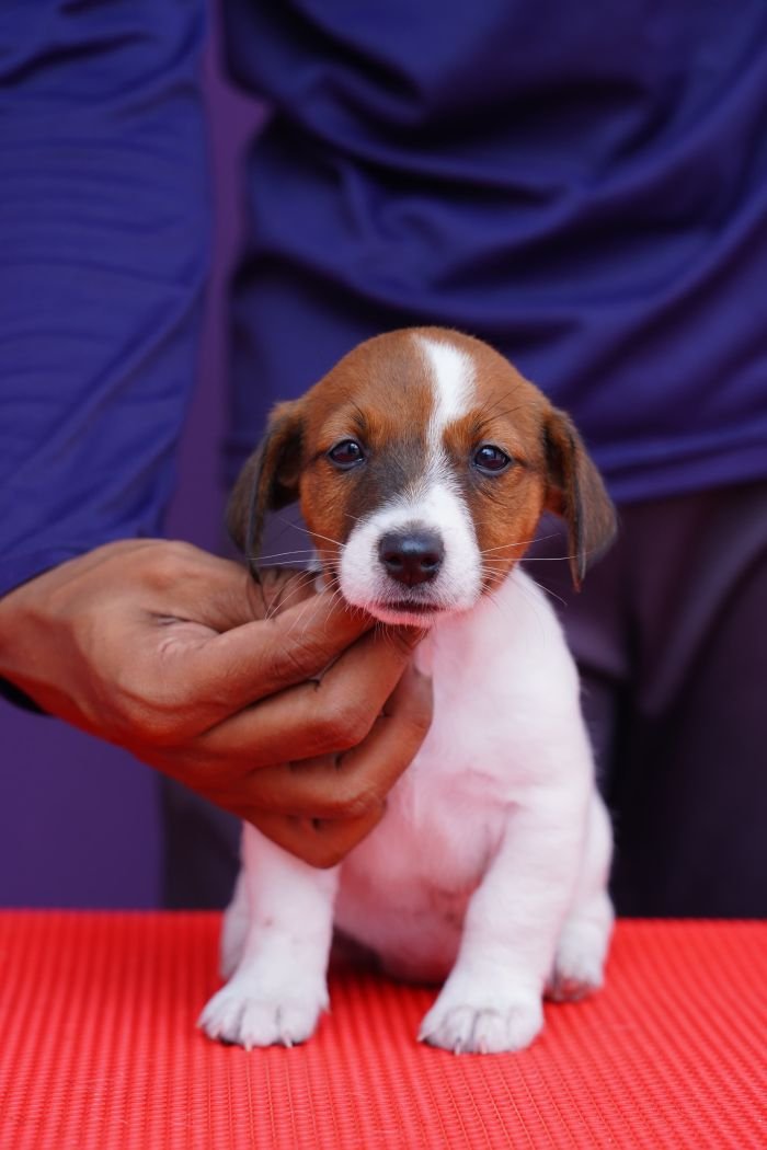 DogsIndia.com - Jack Russell Terrier - Nishmaar, Nishanth