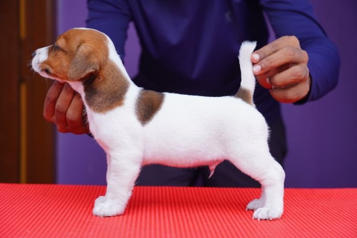 DogsIndia.com - Jack Russell Terrier - Nishmaar, Nishanth