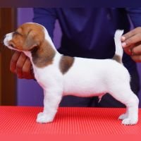 DogsIndia.com - Jack Russell Terrier - Nishmaar, Nishanth