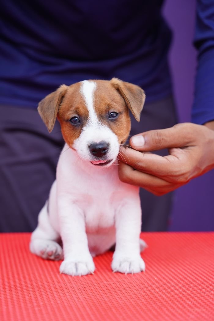 DogsIndia.com - Jack Russell Terrier - Nishmaar, Nishanth