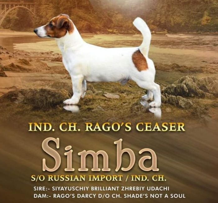 DogsIndia.com - Jack Russell Terrier - Nishmaar, Nishanth