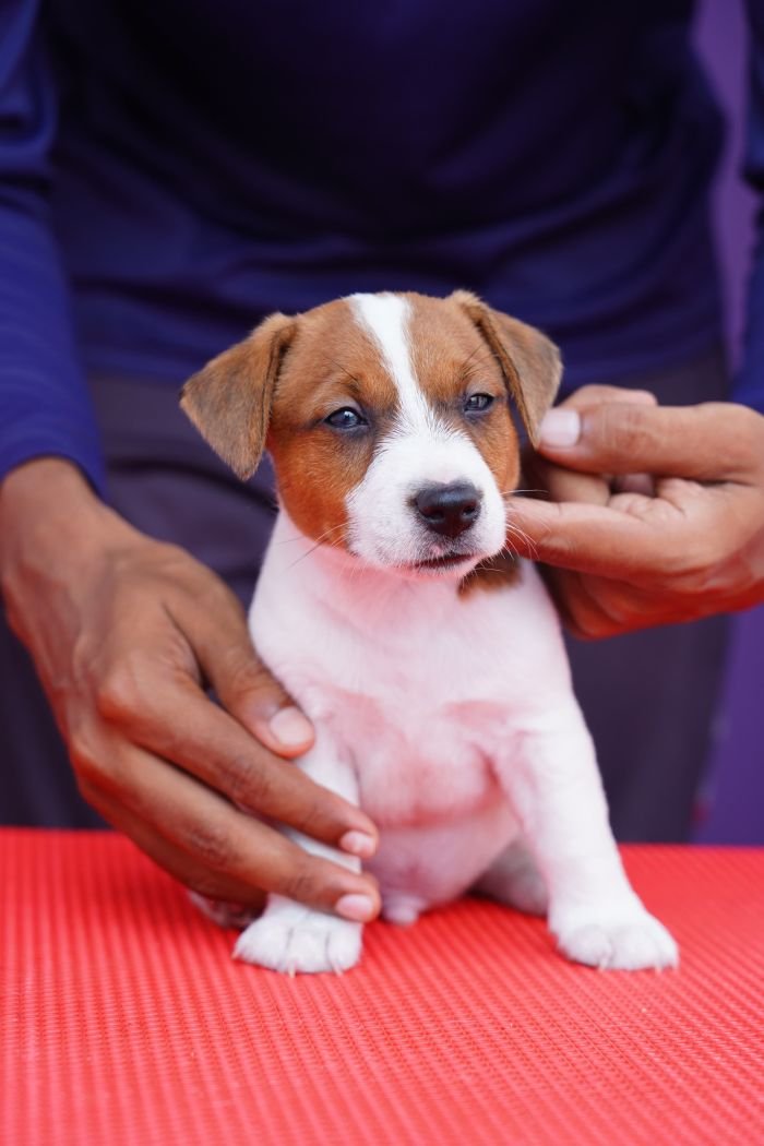 DogsIndia.com - Jack Russell Terrier - Nishmaar, Nishanth
