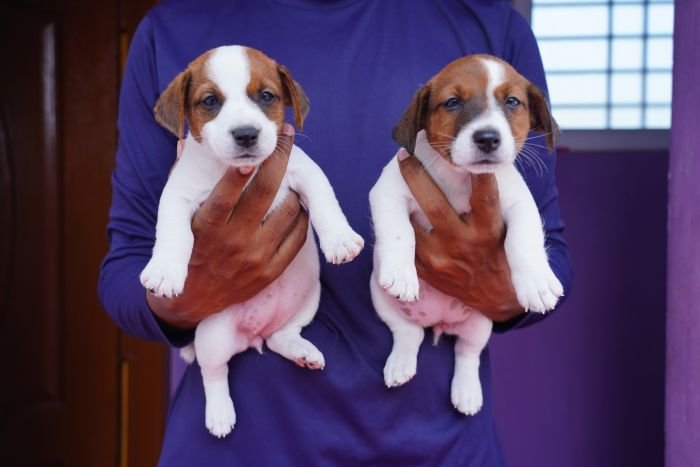 DogsIndia.com - Jack Russell Terrier - Nishmaar, Nishanth