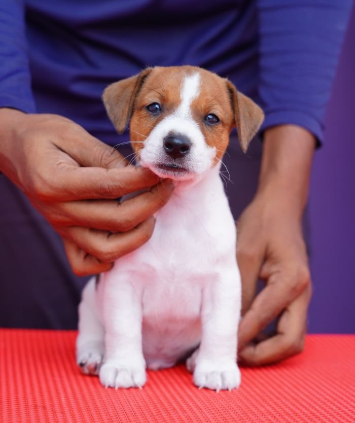 DogsIndia.com - Jack Russell Terrier - Nishmaar, Nishanth
