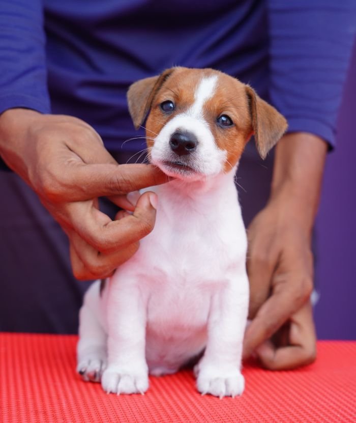 DogsIndia.com - Jack Russell Terrier - Nishmaar, Nishanth