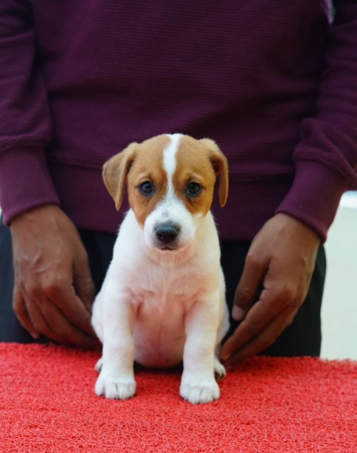 DogsIndia.com - Jack Russell Terrier - Nishmaar, Nishanth