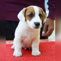 DogsIndia.com - Jack Russell Terrier - Nishmaar, Nishanth