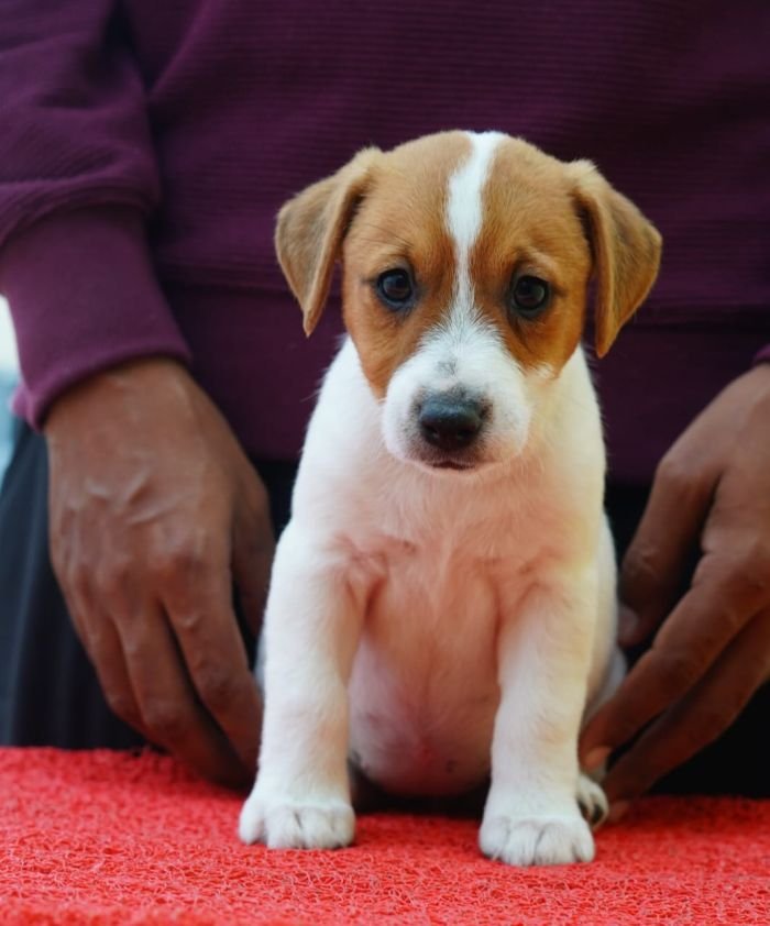 DogsIndia.com - Jack Russell Terrier - Nishmaar, Nishanth