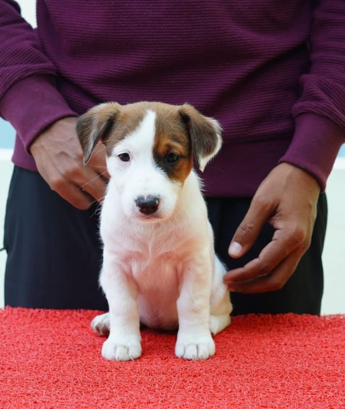 DogsIndia.com - Jack Russell Terrier - Nishmaar, Nishanth