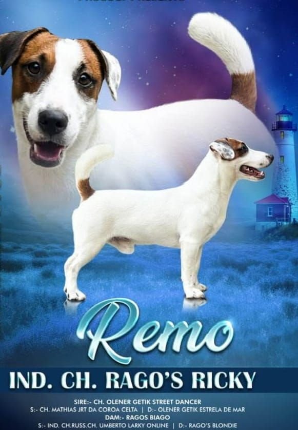 DogsIndia.com - Jack Russell Terrier - Nishmaar, Nishanth