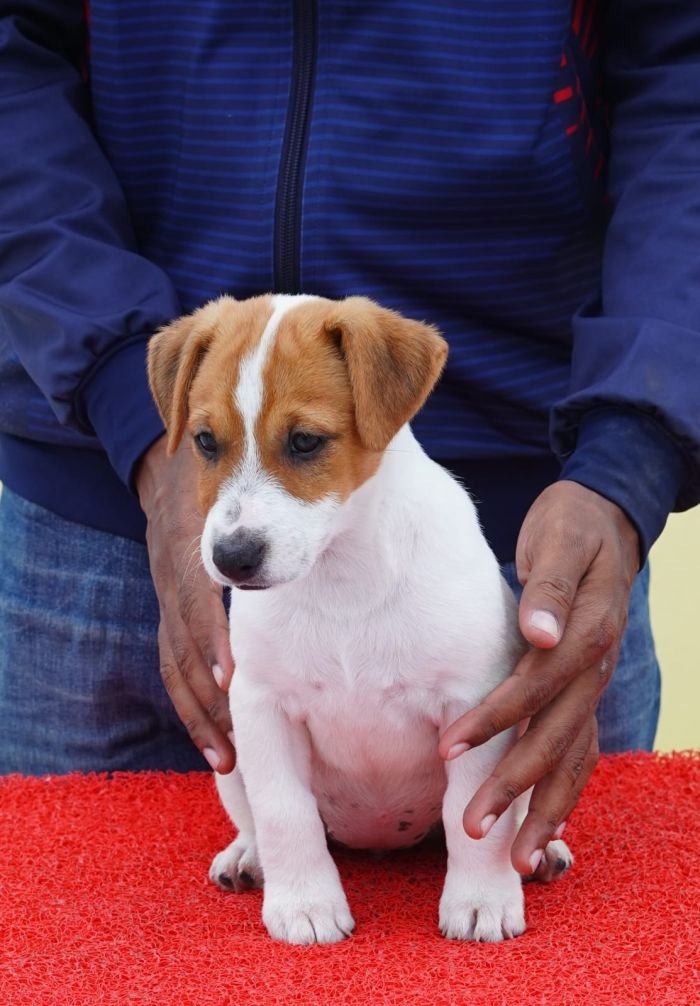 DogsIndia.com - Jack Russell Terrier - Nishmaar, Nishanth