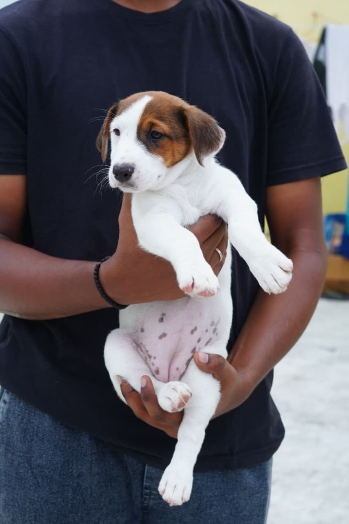 DogsIndia.com - Jack Russell Terrier - Nishmaar, Nishanth